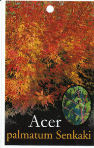 Acer palmatum Senkaki-image