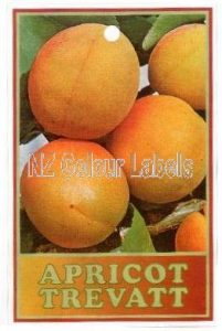 Apricot Name-image