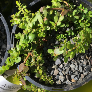 Bacopa Monnieri - Baby's Tears-image
