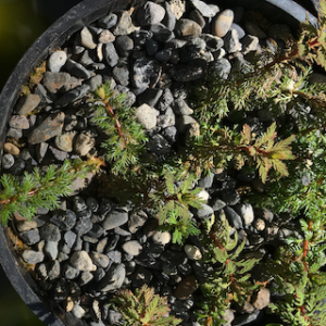 Stout water milfoil-image
