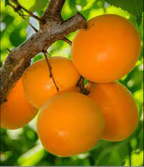 Apricot Dandy-image
