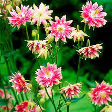 Aquilegia Nora Barlow-image