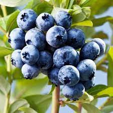 Blueberry Blast-image