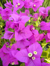 Bougainvillea Magnifica Traillii-image