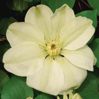 Clematis 'Guernsey Cream'-image