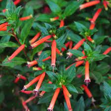 Cigarette Plant - Cuphea ignea-image