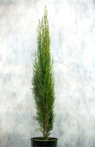 Cupressus sempervirens 'Gracilis'-image