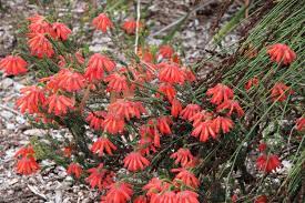 Erica Cerinthoides - red hairy heath-image