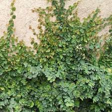 Ficus pumila - climbing fig-image