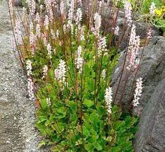 Francoa - white-image