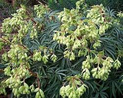 Helleborus foetidius 'Wester Flisk'-image