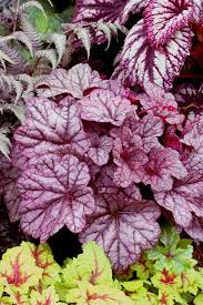 Heuchera Sugar Plum-image