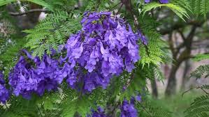 Jacaranda Mimosifolia-image