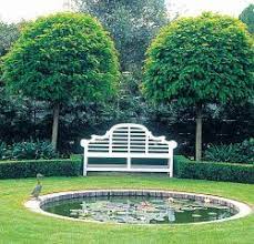 Robinia 'Mop Top'-image