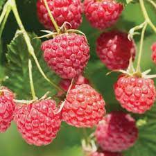 Raspberry 'Aspiring' - summer and autumn-image
