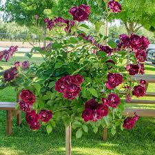 Rose Burgundy Iceberg standard-image