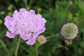 Scabiosa-image