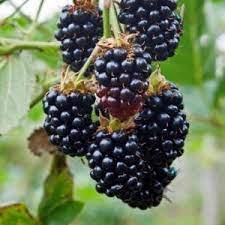 Thornless Jewel berry-image