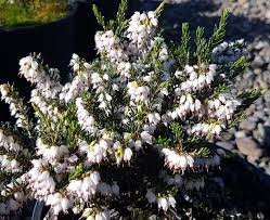 Erica carnea Springwood White-image