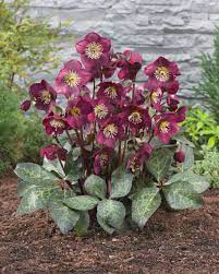 Hellebore Annas Red-image