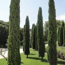Cupressus Totem Pole Hybrid-image