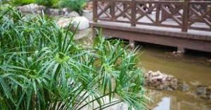 Dwarf umbrella plant (pond margin) - Cyperus alternifolius 'Nanus'-image