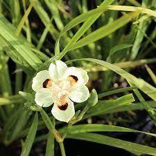 Dietes bicolor iris-image