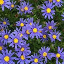 Felicia Blue Jay - kingfisher daisy-image