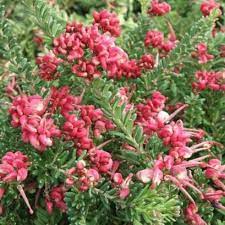 Grevillea 'Mt. Tamboritha'-image