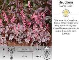 Heuchera choral bells-image