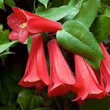 Lapageria Rosea, Chilean Bellflower-image
