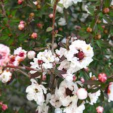 Leptospermum 'Princess Anne'-image
