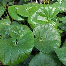 Ligularia reniformis - tractor seat-image