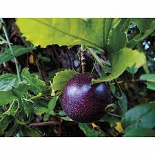 Passionfruit Robinson's Black-image