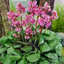 Beregina cordifolia-image