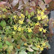 Epimedium davidii-image