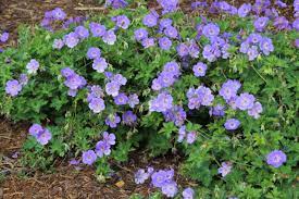 Geranium rozanne-image