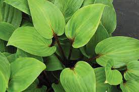 Hosta purple heart-image