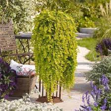 Lysimachia Goldilocks-image