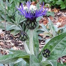Centaurea montana - Perennial Cornflower-image