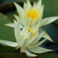 Water Lily Yellow Princess-image