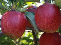 Apple Initial dwarf-image