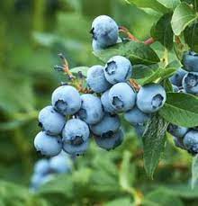 Blueberry 'Rahi'-image