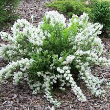 Deutzia gracilis 'Nikko' - slender deutzia-image